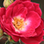 Różowy  - Róże rabatowe polianty - Dopey